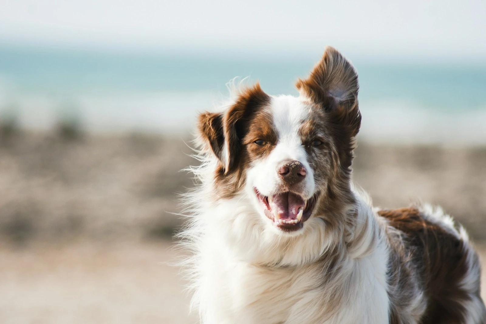 Illustrative photograph of a relaxed dog outdoors